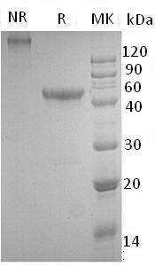 Mouse Nbl1/Dan/Dana (His tag) recombinant protein