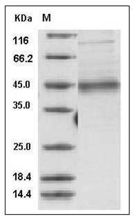 Human MFG-E8 / lactadherin / MFGE8 Protein (His Tag) SDS-PAGE