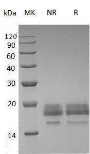 Human CD99/MIC2/MIC2X/MIC2Y (His tag) recombinant protein