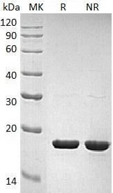Human IL1RN/IL1F3/IL1RA recombinant protein
