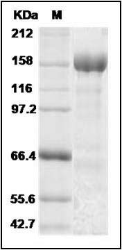 Novel coronavirus (HCoV-EMC/2012) Spike Protein (aa 1-1297, His Tag) SDS-PAGE