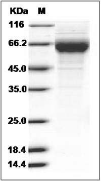 Cynomolgus FGFR4 / FGF Receptor 4 Protein (His Tag) SDS-PAGE