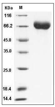 Influenza A H5N1 (A/Egypt/2321-NAMRU3/2007) Hemagglutinin / HA Protein (His Tag) SDS-PAGE