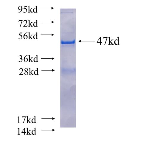 Recombinant human MRPL12(Full length) SDS-PAGE