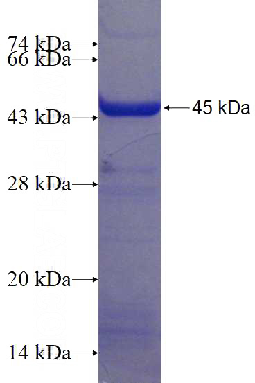 Recombinant Human EIF4H SDS-PAGE