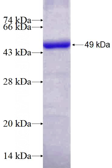 Recombinant Human HSP90AB1 SDS-PAGE