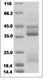 Mouse RGMB Protein 15471