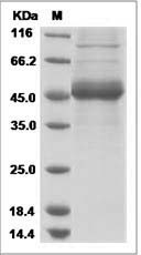 Human Cystatin-8 / CST8 Protein (His Tag) SDS-PAGE