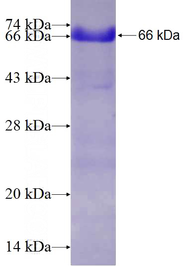Recombinant Human PAF1 SDS-PAGE