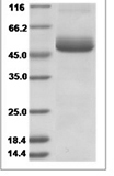 ZIKV Nonstructural protein 1 / Zika-NS1 Protein 14765