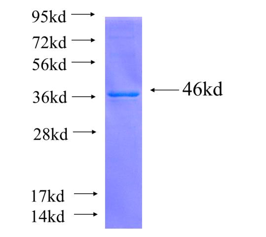 Recombinant human CDC25C SDS-PAGE