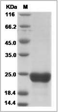 Human FAM3C / ILEI Protein (His Tag)