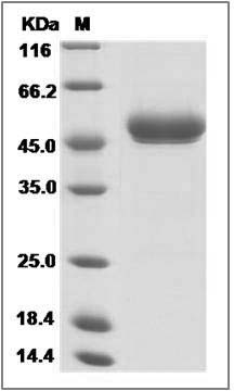 Rat SerpinE1 / PAI-1 Protein (His Tag) SDS-PAGE