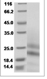 Mouse PDGFA/PDGF-1 Protein 14128