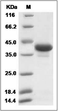 Human CD81 / TAPA-1 Protein (Fc Tag) SDS-PAGE