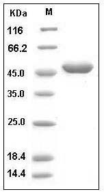Human G-CSF / CSF3 Protein (Fc Tag) SDS-PAGE