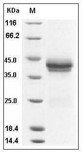 Rhesus DKK-1 / Dkk1 Protein (256 Asn/Gln, His Tag) SDS-PAGE