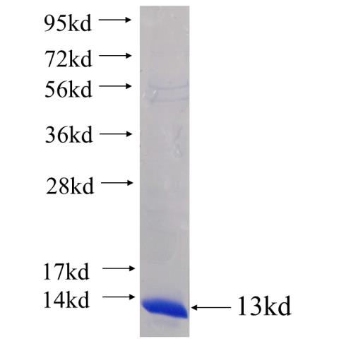 Recombinant human TMSB4X(Full length) SDS-PAGE