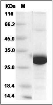 Human PSME2 / PA28b Protein (His Tag) SDS-PAGE