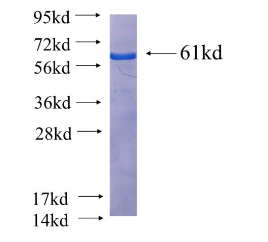 Recombinant human PTPN4 SDS-PAGE