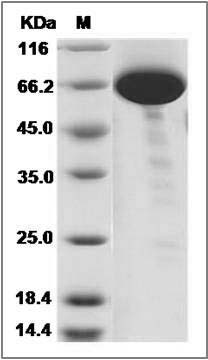 Human COL9A1 Protein (Fc Tag) SDS-PAGE
