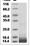 Mouse IL17A/IL-17A/IL17 Protein 14954