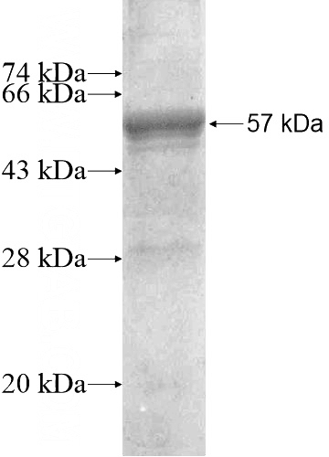 Recombinant Human GRPEL2 SDS-PAGE