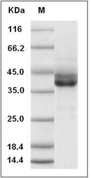 Human IgG3-Fc / IGHG3 Protein SDS-PAGE