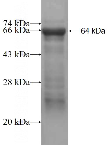 Recombinant Human MKRN2 SDS-PAGE