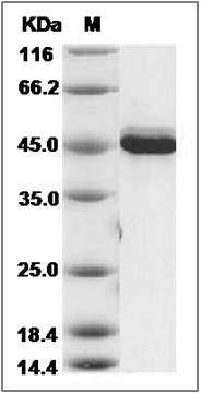 Mouse AKT3 Protein (aa 106-479) SDS-PAGE