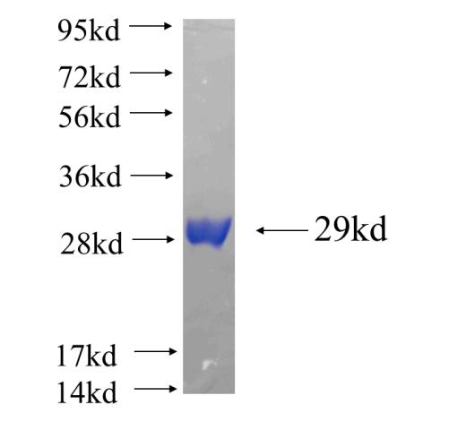 Recombinant human FMN2 SDS-PAGE