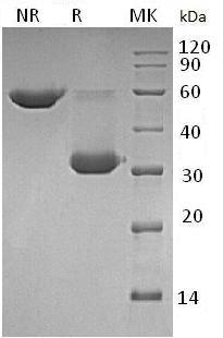 Mouse Ighg1/Igh-4 recombinant protein