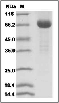 Mouse FSTL1 Protein (Fc Tag) SDS-PAGE