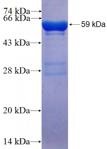 Recombinant Human THG1L SDS-PAGE