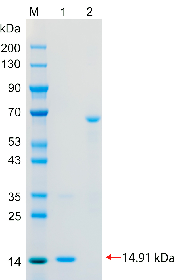 Recombinant PODXL protein (His tag) SDS-PAGE