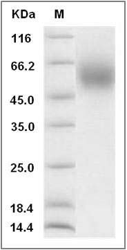 Rat CD111 / Nectin-1 / PVRL1 Protein (His Tag) SDS-PAGE