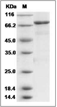 Mouse CCNE1 / Cyclin-E1 Protein (His & GST Tag) SDS-PAGE