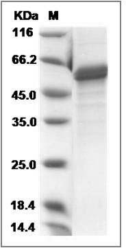 NOG protein SDS-PAGE