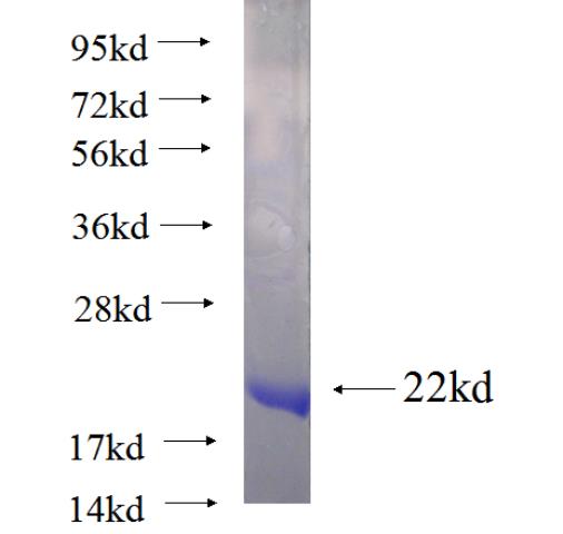 Recombinant human C14orf129 SDS-PAGE