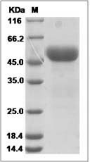 UNC5A protein SDS-PAGE