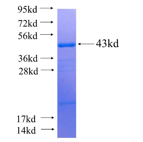 Recombinant human CDC6 SDS-PAGE