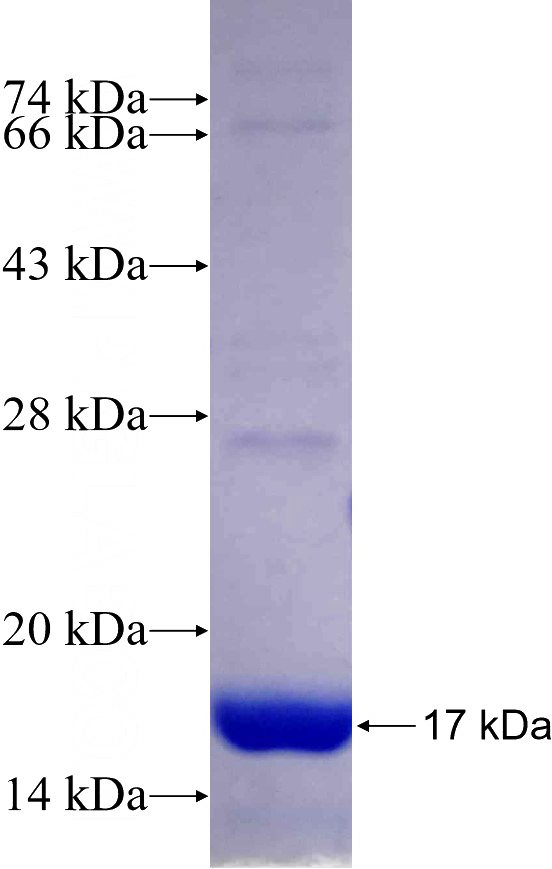 Recombinant Human UBQLN4 SDS-PAGE