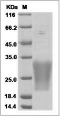 MUCL1 protein SDS-PAGE