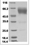 Human CD79A recombinant protein (C-rabbit IgG-Fc)