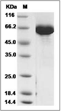 Human Serum Albumin / HSA / ALB Protein SDS-PAGE