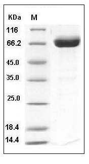 Human CD200 / OX-2 Protein (His & Fc Tag) SDS-PAGE
