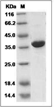 Mouse ERK2 / MAPK1 / MAPK2 Protein SDS-PAGE