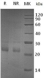 Mouse Csf3/Csfg recombinant protein