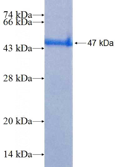 Recombinant Human TIFA SDS-PAGE