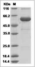 Mouse CRISP-1 / CRISP1 Protein (Fc Tag)
